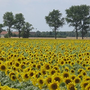 Sunflower field near Riesa, Saxony, Germany