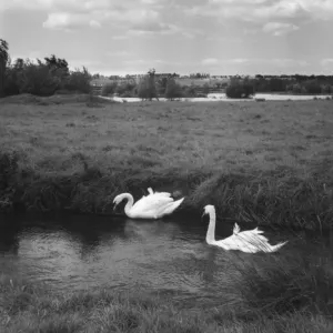 Swans on the River Nene