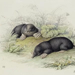 Soricidae Premium Framed Print Collection: Mole-shrew