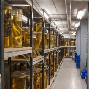 The Tank Room, Darwin Centre