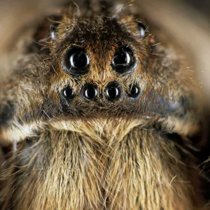 Tarantula spider - face