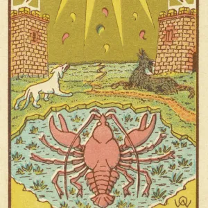 Crustaceans Collection: Crab