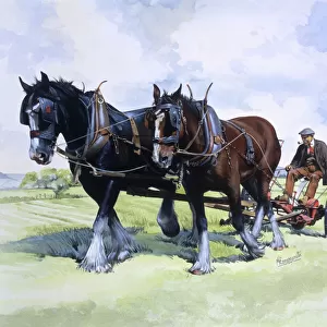 A team of working horses at work