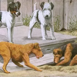 Terriers at Work: A 20th Century Print Terriers at Work: A 20th Century Print