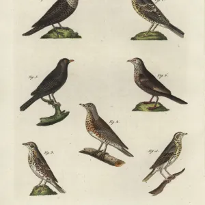 Thrushes Gallery: Mistle Thrush