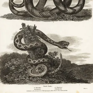 Snakes Mounted Art Print Collection: Cascabel
