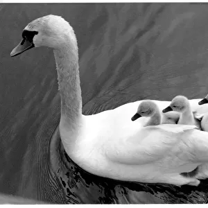 Three tiny cygnets enjoying a ride on their mother swans ba