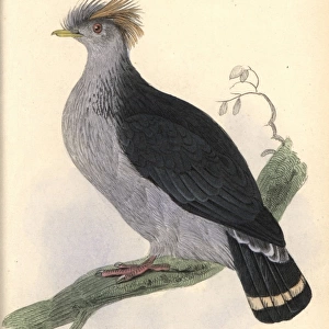 Topknot pigeon, Lopholaimus antarcticus