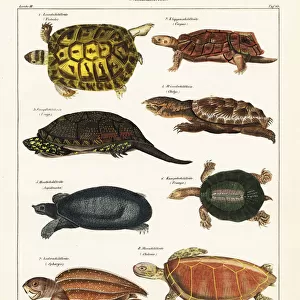 Turtles Premium Framed Print Collection: Softshell Turtles