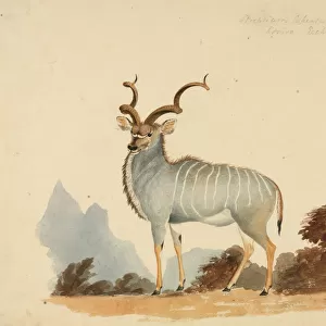 Tragelaphus strepsiceros, Greater kudu