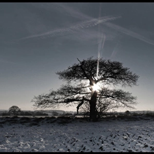 Tree in winter field sunrise