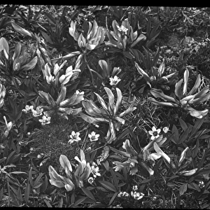 Trifolium Apinum (Alpine Clover)