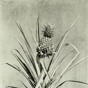 Trinidad and Tobago - Pineapple Plant