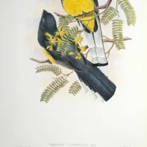 Trogons Gallery: Citreoline Trogon