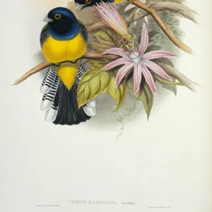 Trogons Gallery: Guianan Trogon