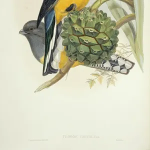 Trogons Gallery: Green Backed Trogon
