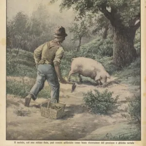 Truffle Hunt Pig 1929