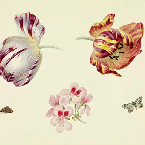 Nature-inspired watercolors Collection: Botanical watercolor art