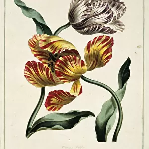 Tulipa sp. various tulips