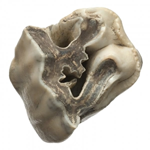 Upper premolar of Stephanorhinus hundsheimensis