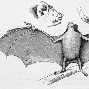 Vampire Bats / Darwin