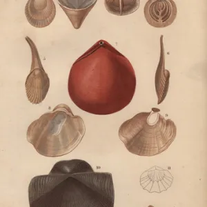 Variety of molluscs including terebratula