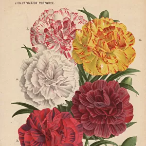 Various carnations or pinks, Dianthus caryophyllus