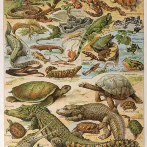 Various Reptiles / 1913