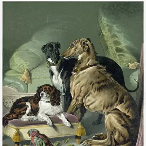 Animals Metal Print Collection: Dogs
