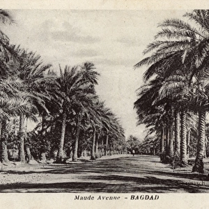 View down Maude Avenue, Baghdad, Iraq