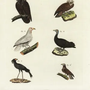 Accipitriformes Gallery: Secretarybird