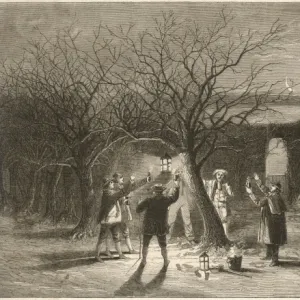 Wassailing Apple Trees