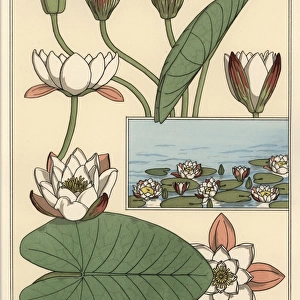The water lily, Nelumbo lutea, and flower parts