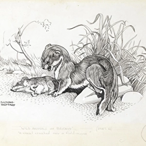 Weasel and field mouse