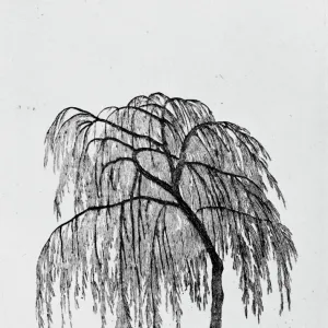 Weeping Willow