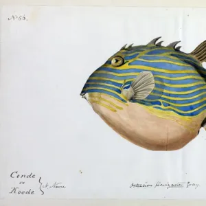 Watercolor paintings Collection: Watercolor illustrations