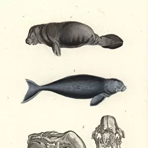 Dugongidae Collection: Dugong
