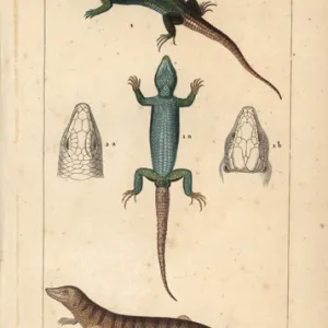 Western green lizard and sandfish skink, Scincus scincus