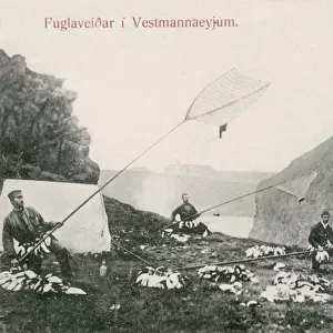 Westman Islands, Iceland - Puffin Catching. Date: circa 1903