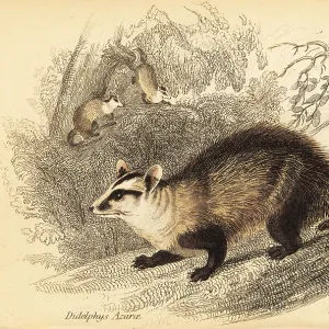 Didelphidae Collection: White-eared Opossum
