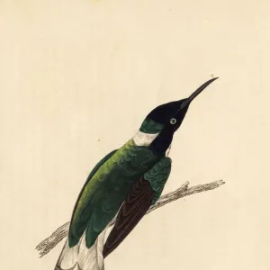 White-necked Jacobin hummingbird, Florisuga mellivora