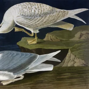 White-Winged Silvery Gull, by John James Audubon