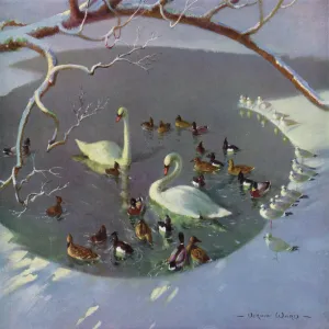 Swans Gallery: Related Images