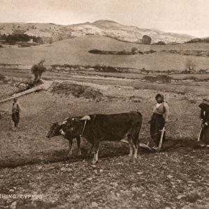 Women Ploughing - Cyprus