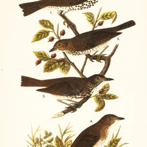 Thrushes Gallery: Wood Thrush