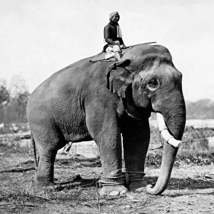 Working elephant with rider, India