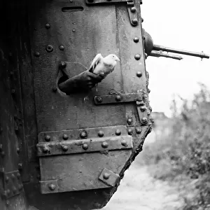 WW1 - Releasing a carrier pigeon from a tank near