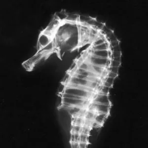 X-Ray of a Seahorse