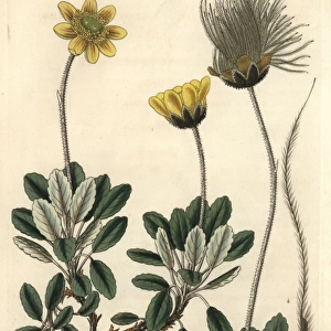 Yellow-flowered or Drummonds mountain avens