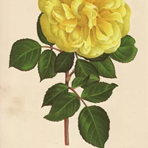 Yellow hybrid rose, Princesse Julie d Arenberg